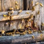 Bee Control in High Point, North Carolina