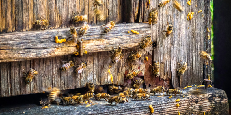 Bee Control in Kernersville, North Carolina