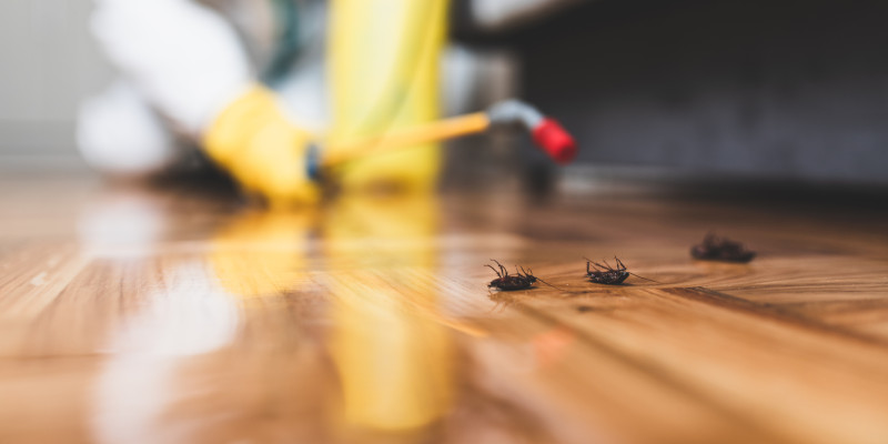 Cockroach Control in High Point, North Carolina