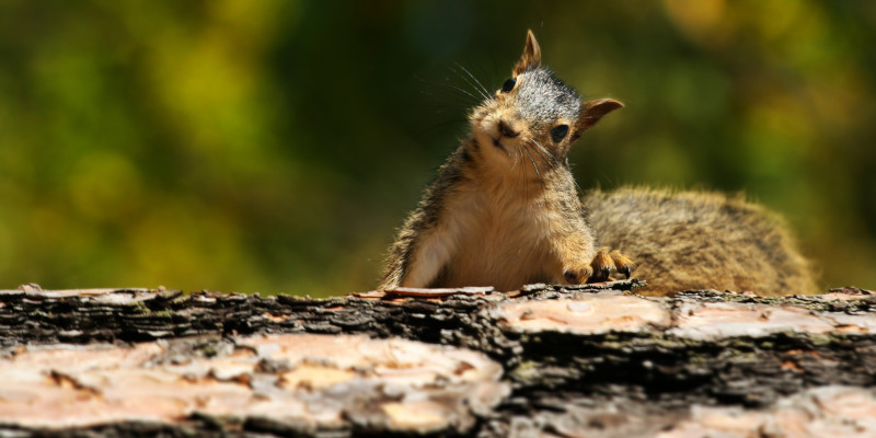 Wildlife Control in High Point, North Carolina