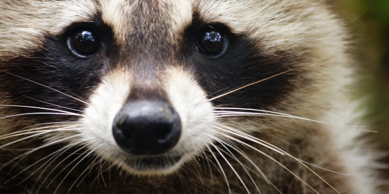 Raccoon Control in Kernersville, North Carolina