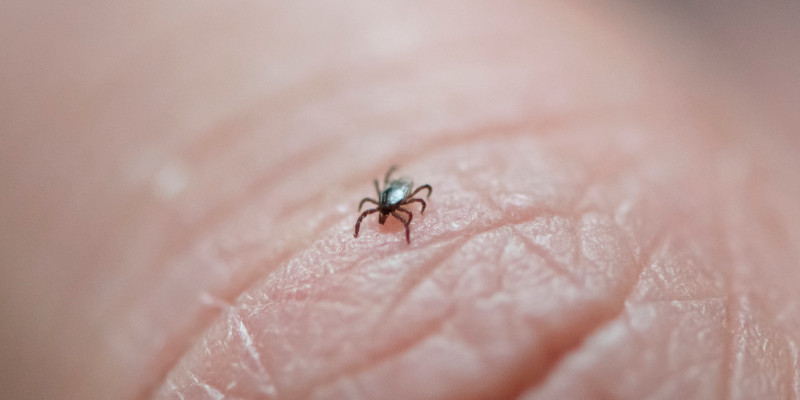 Tick Control in Mocksville, North Carolina