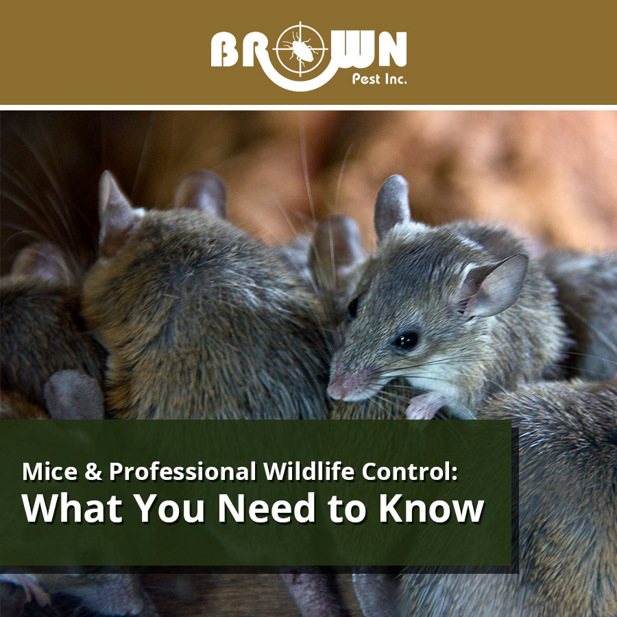 Mice & Professional Wildlife Control: What You Need to Know