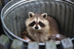Racoon Control & Prevention Tips from the Experts