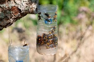 Wasp Control
