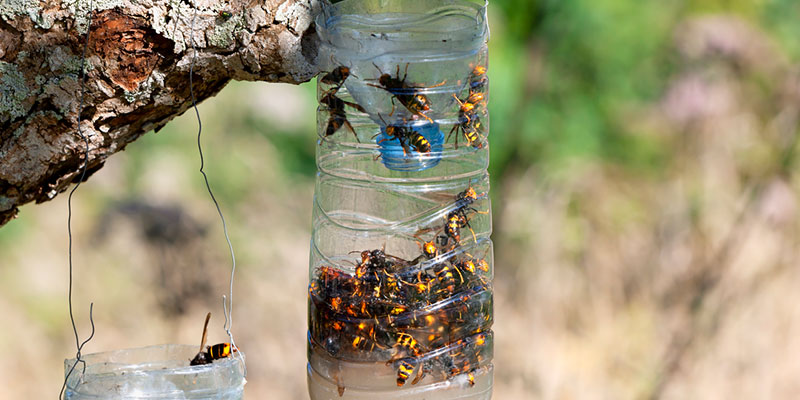 Wasp Control in Kernersville, North Carolina