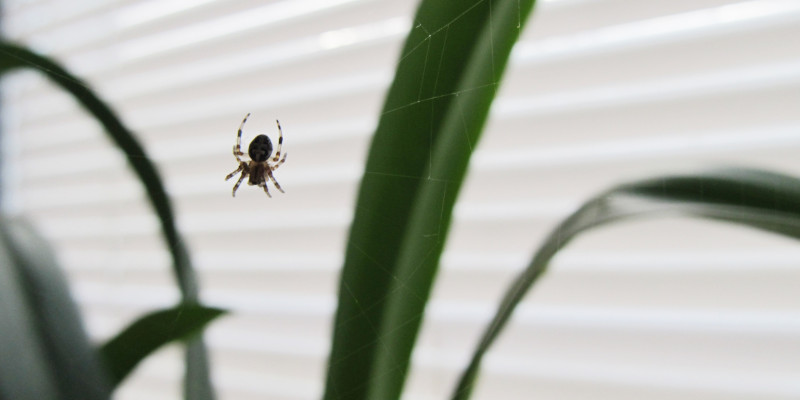 Spider Control in Winston-Salem, North Carolina