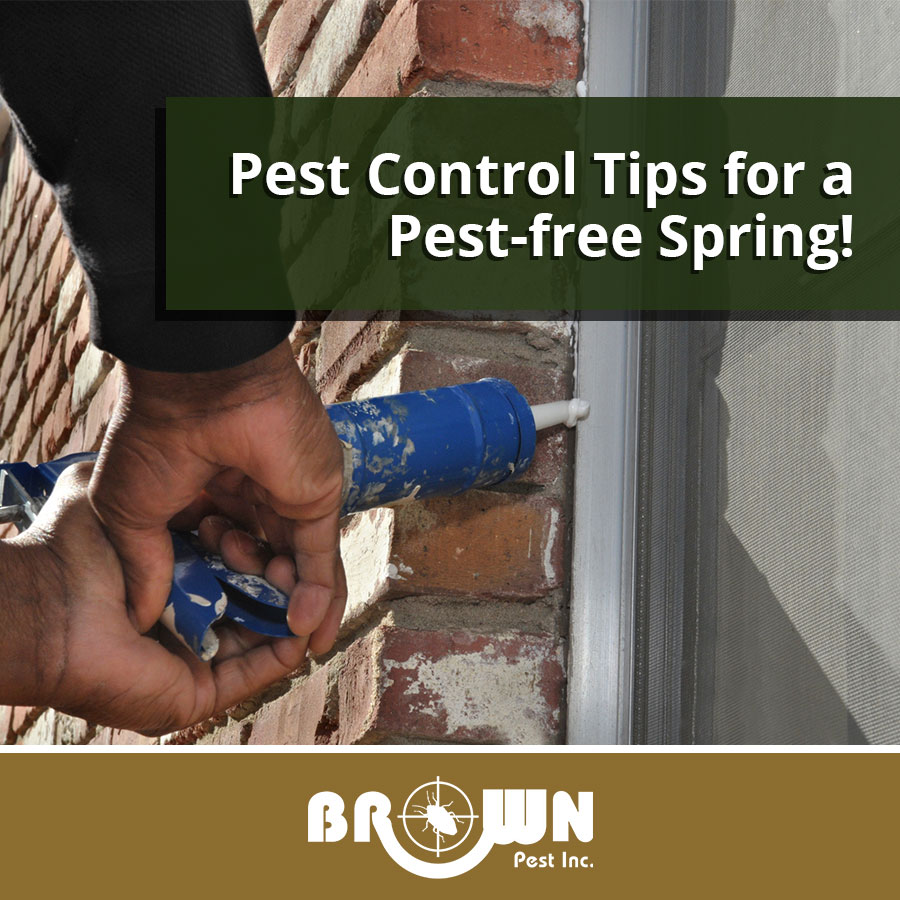 Pest Control Tips for a Pest-free Spring!