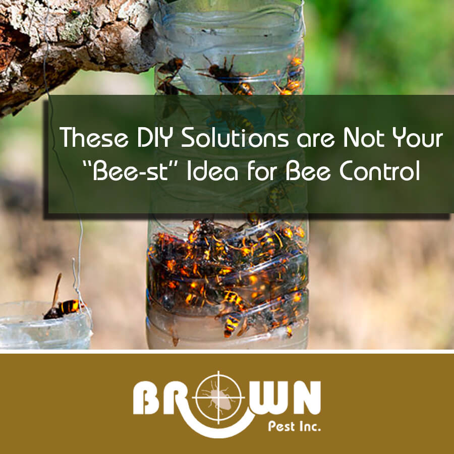 These DIY Solutions are Not Your “Bee-st” Idea for Bee Control