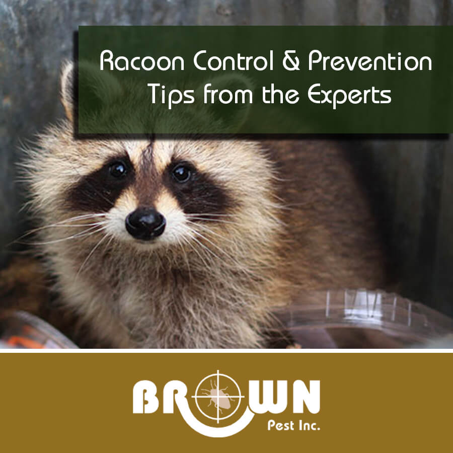 Racoon Control & Prevention Tips from the Experts