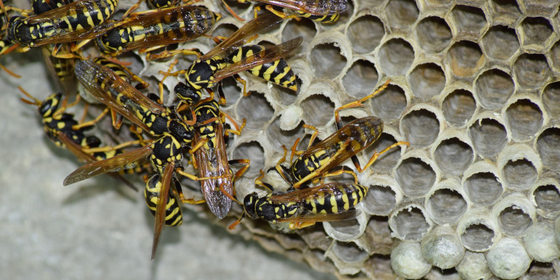 Yellow Jacket Control in Winston-Salem, North Carolina