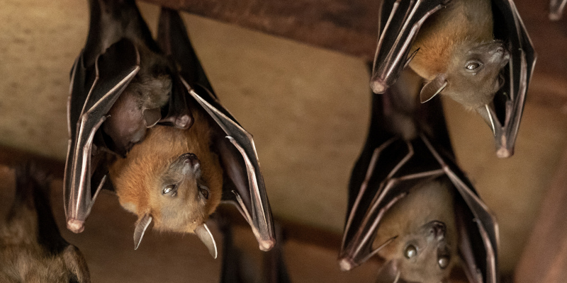 Bat Control in Winston-Salem, North Carolina