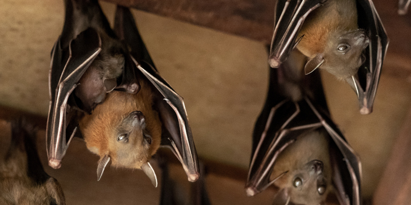 Bat Control in High Point, North Carolina