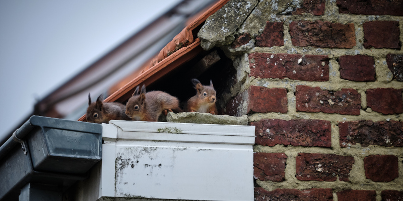 Squirrel Control in Winston-Salem, North Carolina