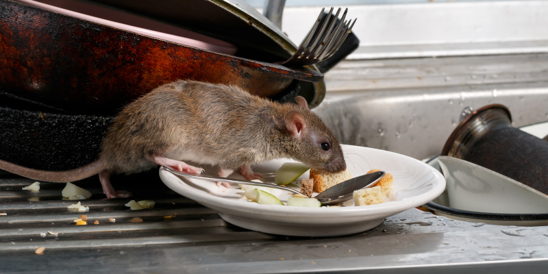 Rat Control in Kernersville, North Carolina