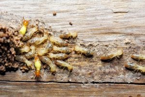 Why We Use Baiting for Long-Term Termite Control