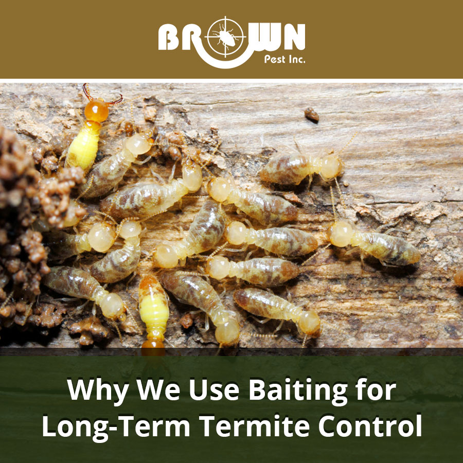 Why We Use Baiting for Long-Term Termite Control