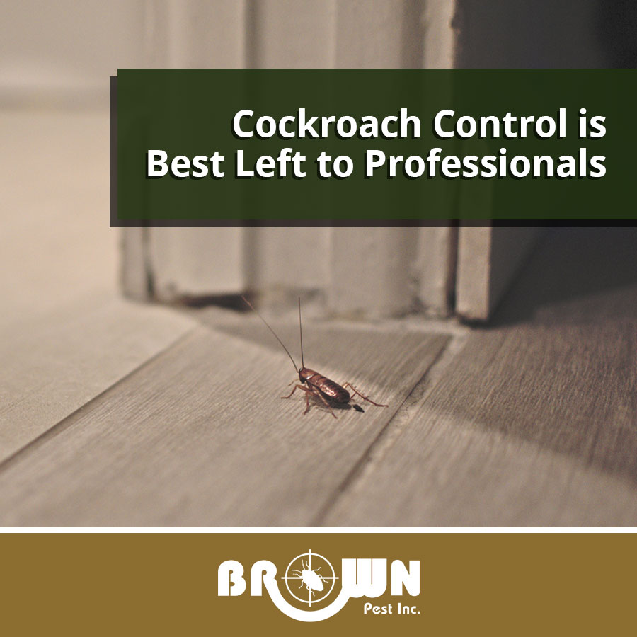 Cockroach Control is Best Left to Professionals