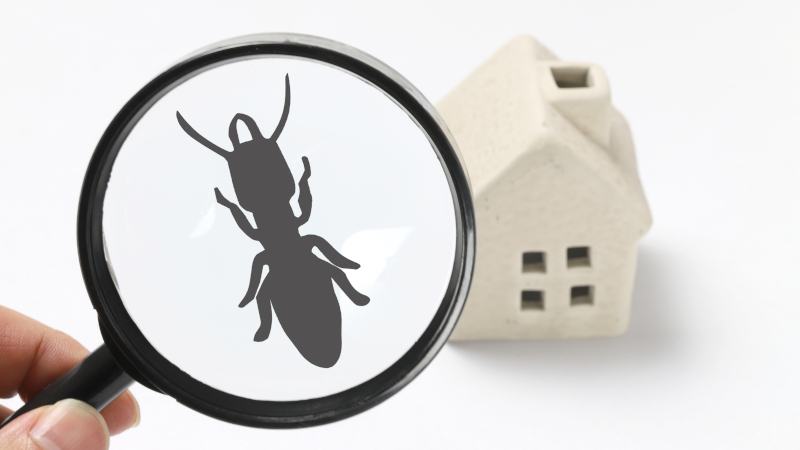 The Best Time of Year to Get a Home Pest Inspection
