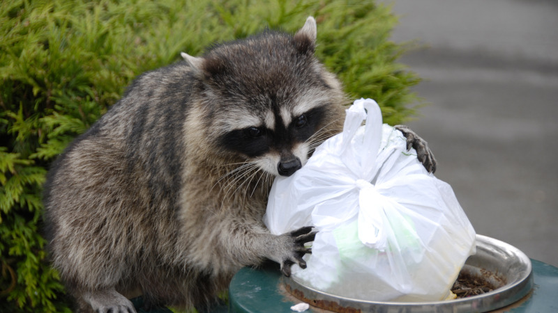 Racoon Control: Why You Can’t Get Rid of Trash Pandas Yourself