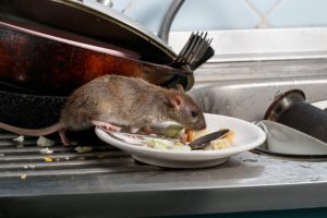Mice Multiply Fast! Don’t Put Off Rodent Control