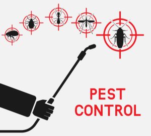 Expert Answers to Your Most Pressing Pest Control Questions