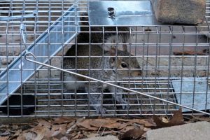 Why Should You Choose a Humane Wildlife Control Service?