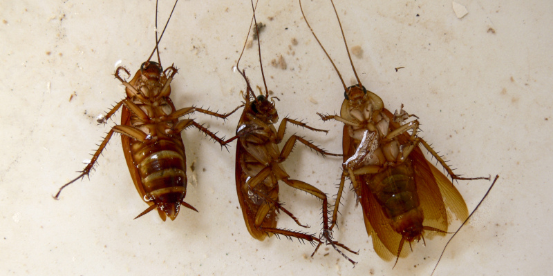 Cockroach Control: Weird Facts About These Pesky Critters