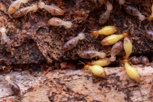 3 Interesting Facts on the Relationship Between Termite Control and Moisture Levels
