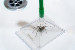 Why Your Home Needs Spider Control