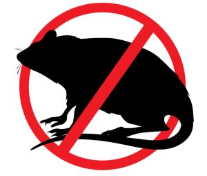 Rat Control Starts with You – Here’s How
