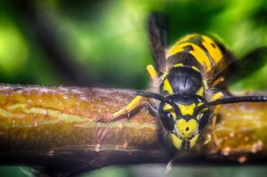 Don’t Risk It! Leave Yellow Jacket Control to the Pros