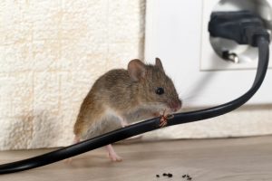 5 Rodent Control Strategies to Protect Your Home