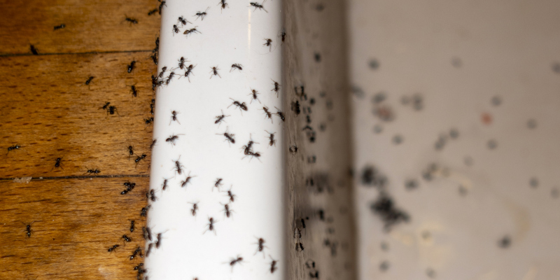 How to Keep Ants Out of Your Home With Proper Ant Control Methods