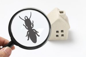 Why an Annual Pest Inspection Should Be Part of Every Homeowner’s Maintenance Plan