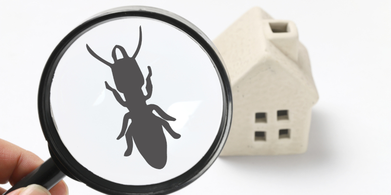 Why an Annual Pest Inspection Should Be Part of Every Homeowner’s Maintenance Plan