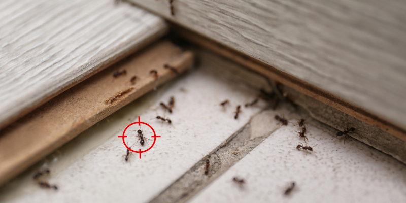 Why Ant Colonies Explode in Size During the Summer