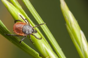 Tick Control 101: What Attracts Ticks to Your Yard