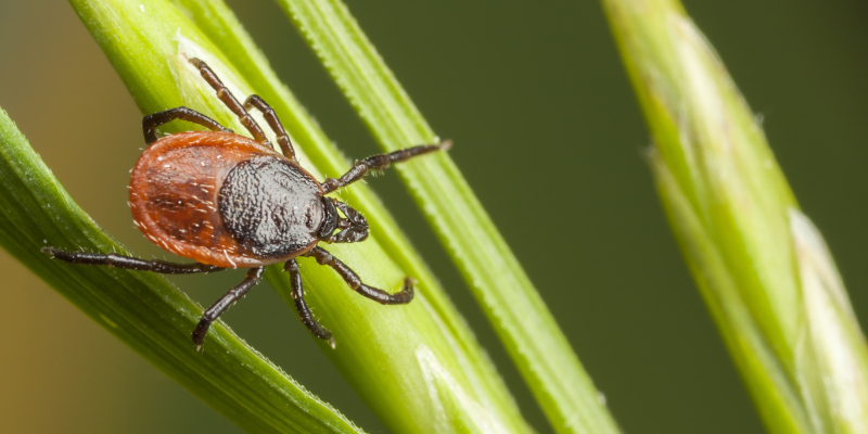 Tick Control 101: What Attracts Ticks to Your Yard