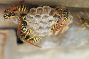Effective Wasp Control: Keeping These Winged Warriors Away From Your Backyard BBQ
