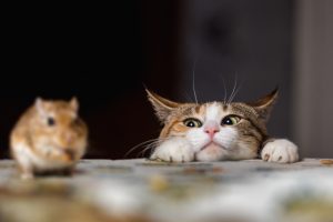Mouse Control Myths That Could Be Making Your Infestation Worse