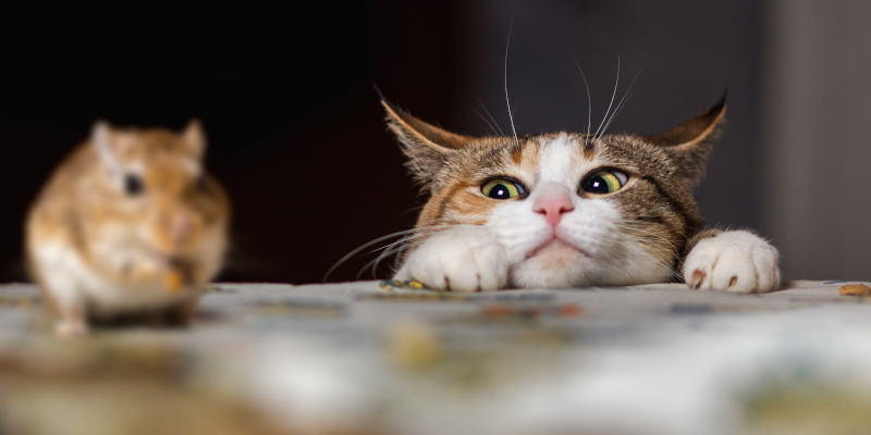 Mouse Control Myths That Could Be Making Your Infestation Worse