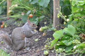 Professional Squirrel Control for Protecting Summer Gardens