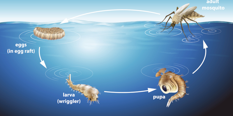 The Life Cycle of a Mosquito (And How Targeted Mosquito Control Treatments Interrupt It)