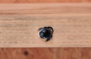 Beyond Termites: Other Pests Included in a Wood Destroying Insect Report