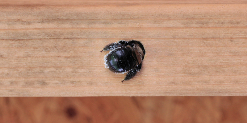 Beyond Termites: Other Pests Included in a Wood Destroying Insect Report