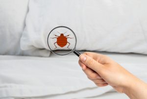 5 Reasons to Schedule a Home Pest Inspection