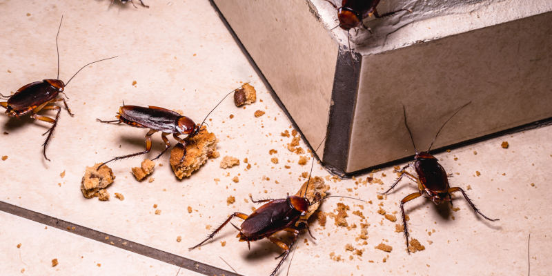 4 Signs You Need Cockroach Control
