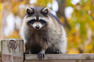 Common Misconceptions About Wildlife Control