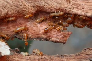 The Benefits of Proper Termite Control